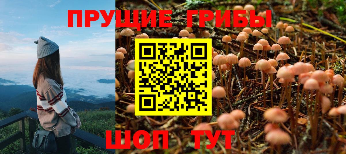 Галлюциногенные грибы Psilocybe Салават